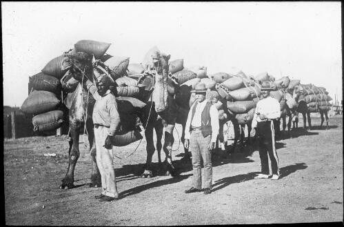 Three unidentified men, one an Afghan camel driver, standing next to a camel train [transparency] : part of a mixed selection of lantern slides and negatives from John Flynn's teaching days in Gippsland, and early AIM [Australian Inland Mission] activities / John Flynn