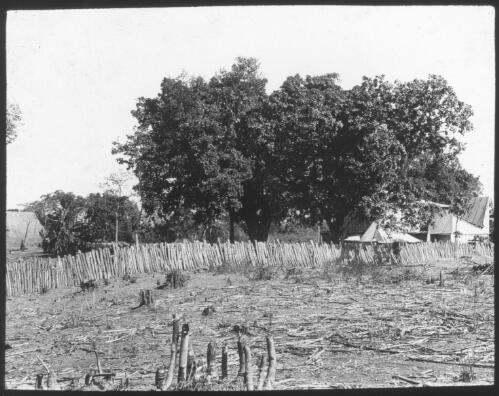 Unidentified homestead with a wooden fence and large trees [transparency] / [John Flynn?]