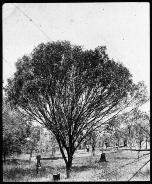 Landscape scene with large tree [transparency] / [John Flynn?]