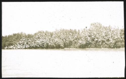 Unidentified river scene with thick vegetation in background [transparency] / [John Flynn?]