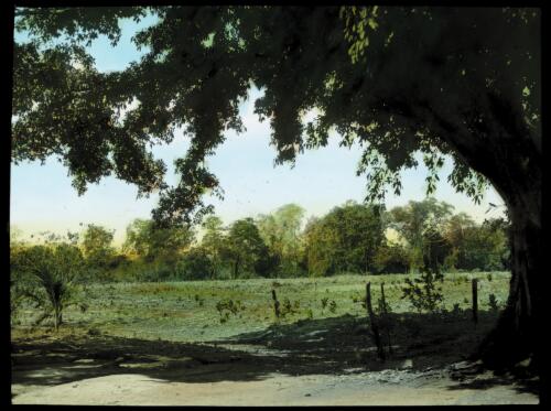 T's farm, Daly River, Northern Territory [transparency] : a lantern slide used by John Flynn in lectures / [John Flynn]
