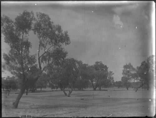 Trees in paddock [picture] : an image used by the Australian Inland Mission at Dunbar, Cape York / [John Flynn?]