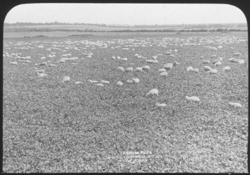 Sheep grazing in paddock [transparency] / [John Flynn?]