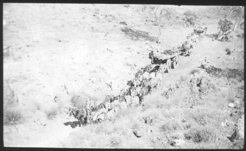 Wagon train pulled by donkeys [transparency] / [John Flynn?]