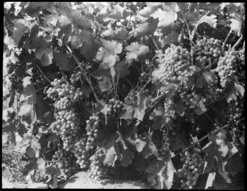 Bunches of grapes on the vine [transparency] : a lantern slide used in lectures on all Australian Inland Mission activities / [John Flynn?]