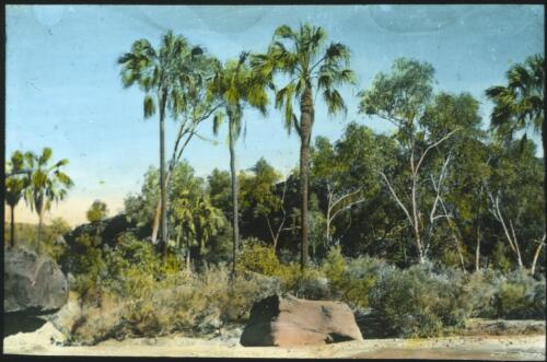 View of Palm Valley, Central Australia [transparency] : a lantern slide used in lectures on all Australian Inland Mission activities / [John Flynn?]