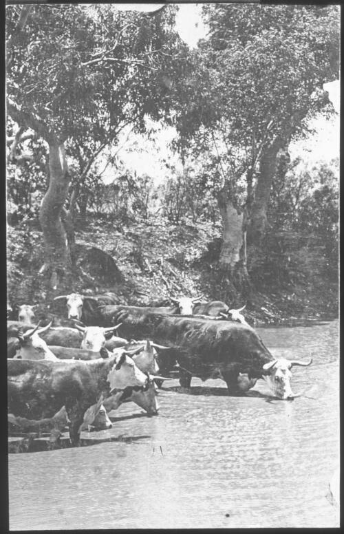 Cattle in a river drinking water [transparency] : a lantern slide used in lectures on all Australian Inland Mission activities / [John Flynn?]