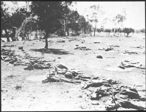 Dead cattle in the field [transparency] : a lantern slide used in lectures on all Australian Inland Mission activities / [John Flynn?]