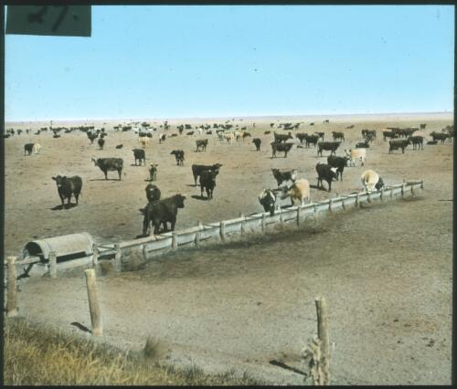 Cattle in the field next to No. 10 Bore, Rockhampton [transparency] : a lantern slide used in lectures on all Australian Inland Mission activities / [John Flynn?]