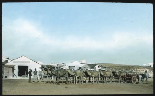 Camels harnessed to a wagon, with stables and houses in background [transparency] / [John Flynn?]