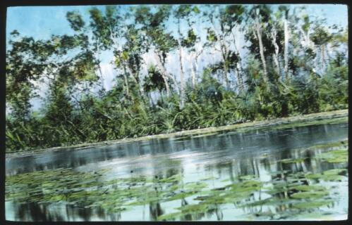 Unidentified water scene with trees in the background and water plants in the foreground [transparency] / [John Flynn?]