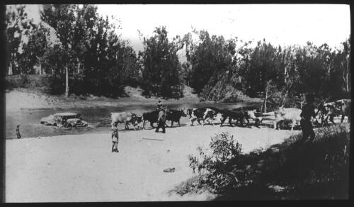 Car towed out of river by oxen [transparency] / [John Flynn?]