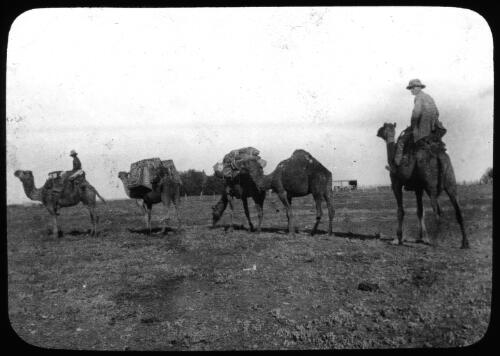 Camel train with two unidentified men [transparency] / [John Flynn?]