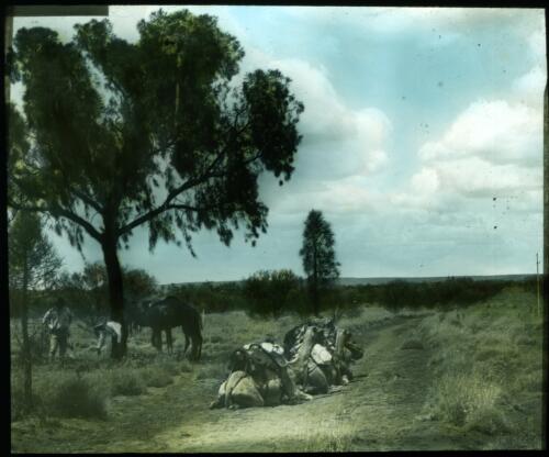Australian Inland Mission padres' locomotion [camels, 1] [transparency] : a lantern slide used in lectures on all Australian Inland Mission activities / [John Flynn?]