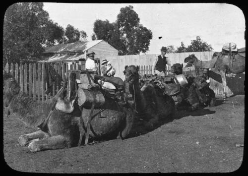 Camels kneeling on ground, three unidentified people, fence and house in background [transparency] / [John Flynn?]