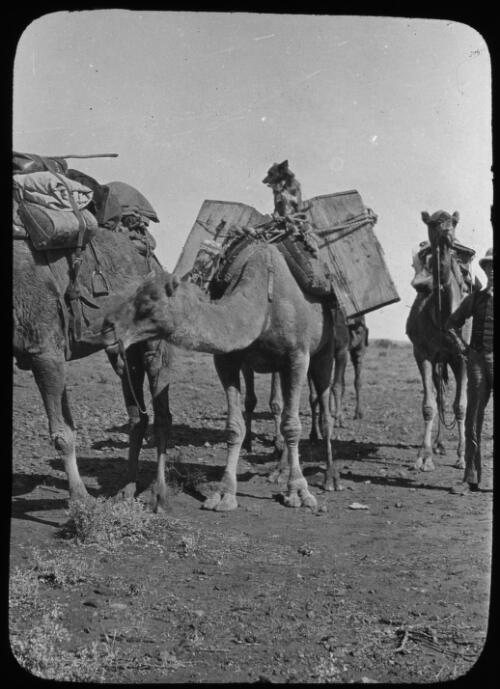 Camel train with dog sitting on top of a camel [transparency] / [John Flynn?]