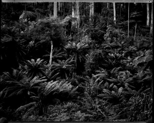 Tree ferns [picture] : part of a mixed selection of lantern slides and negatives from John Flynn's teaching days in Gippsland, and early AIM [Australian Inland Mission] / John Flynn