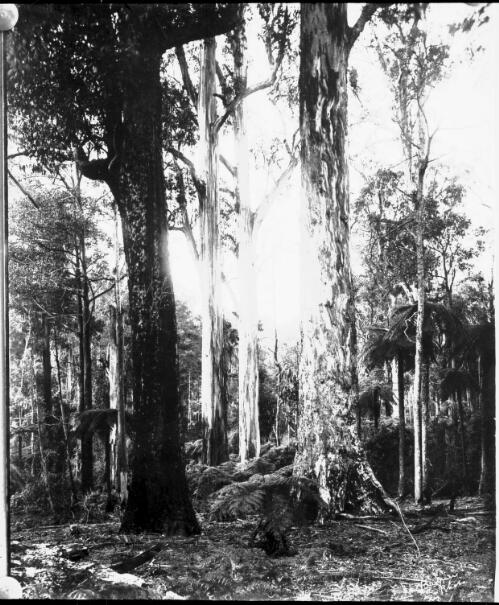 Unidentified forest with tall eucalypts [picture] : part of a mixed selection of lantern slides and negatives from John Flynn's teaching days in Gippsland, and early AIM [Australian Inland Mission] / John Flynn