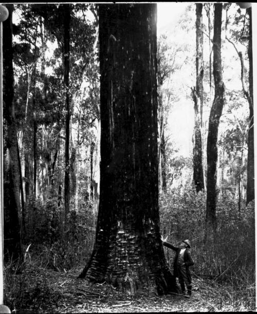 Unidentified man standing at the base of a very tall tree [picture] : part of a mixed selection of lantern slides and negatives from John Flynn's teaching days in Gippsland, and early AIM [Australian Inland Mission] / John Flynn