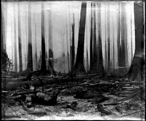 Carcass of a dead cow amongst fallen trees, forest behind [picture] : part of a mixed selection of lantern slides and negatives from John Flynn's teaching days in Gippsland, and early AIM [Australian Inland Mission] / John Flynn