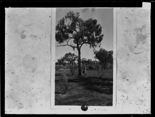 Unidentified man standing under tree [picture] / [John Flynn?]