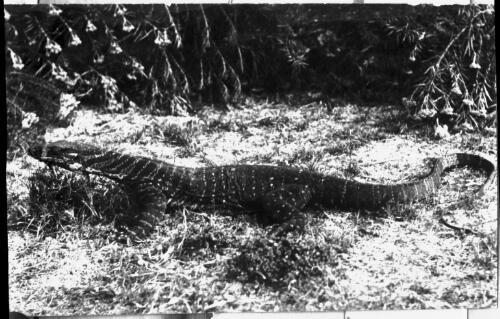 Large goanna [picture] : part of a mixed selection of lantern slides and negatives from John Flynn's teaching days in Gippsland, and early AIM [Australian Inland Mission] / John Flynn