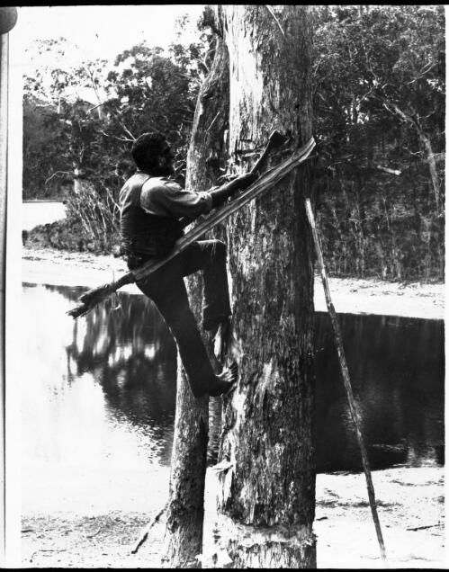 Unidentified man climbing a tree [picture] : part of a mixed selection of lantern slides and negatives from John Flynn's teaching days in Gippsland, and early AIM [Australian Inland Mission] / John Flynn