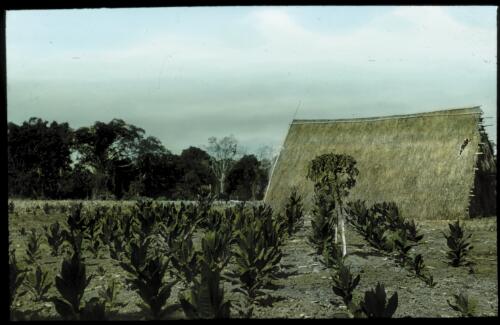 Tobacco, Daly River, Northern Territory [transparency] : a lantern slide used by John Flynn in lectures / [John Flynn]