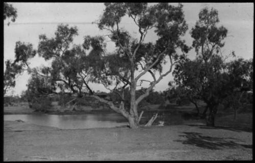 Burke and Wills Dig Tree on the banks of Cooper's Creek, Queensland [transparency] : a lantern slide used by John Flynn in lectures / [John Flynn]