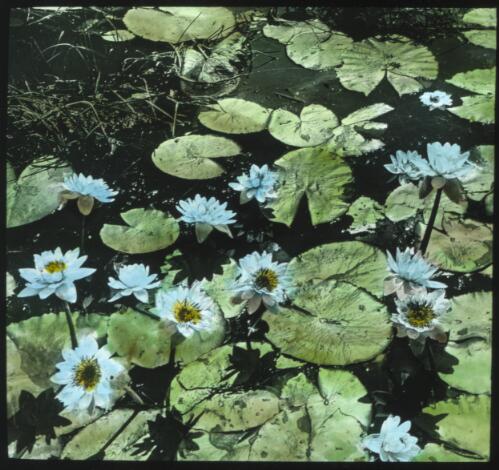 Waterlilies [transparency] / [John Flynn?]