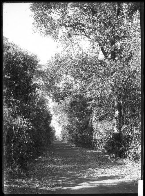 Tree lined bush track [picture] / [John Flynn?]