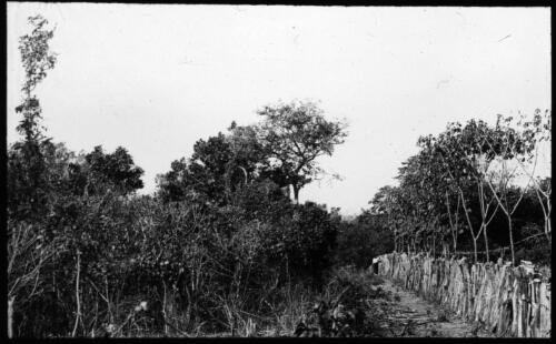Rubber plantation, Northern Territory [transparency] : a lantern slide used by John Flynn in lectures / [John Flynn]