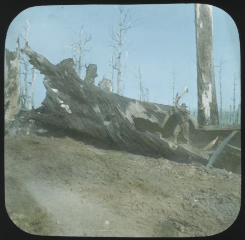 Joe's log, a man chopping into a fallen tree [transparency] / [John Flynn?]
