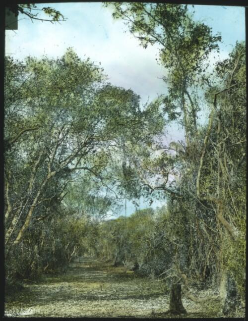 View of dirt road between trees, Darwin [transparency] : a lantern slide used in lectures on all Australian Inland Mission activities / [John Flynn?]