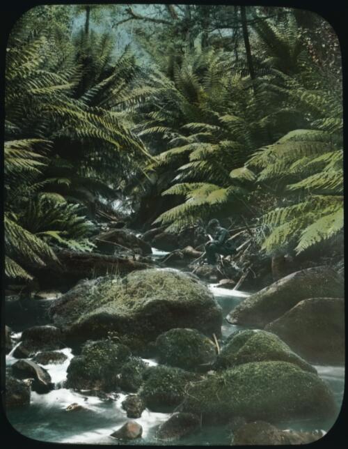 Boy by a stream with mossy rocks and surrounding ferns [transparency] / [John Flynn]