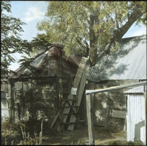 Tree and house, Burke [wooden building surrounding a tree] [transparency] / [John Flynn?]