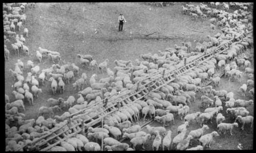 Watering stock, sheep trough [transparency] : a lantern slide used by John Flynn in lectures / [John Flynn]
