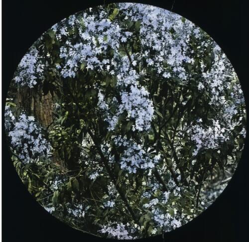 Flowering tree [transparency] : part of scenes in the Otway Ranges region, Victoria / [John Flynn?]
