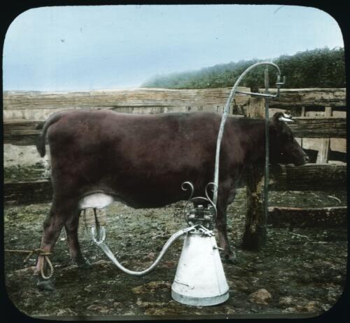 Milking machine [transparency] : part of scenes in the Otway Ranges region of Victoria / [John Flynn?]