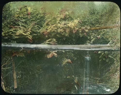 Ladies bath [forest pool] [transparency] : part of scenes in the Otway Ranges region of Victoria / [John Flynn?]