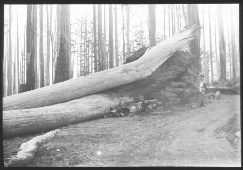 Lardner block, fallen trees on side of dirt road [transparency] / [John Flynn?]