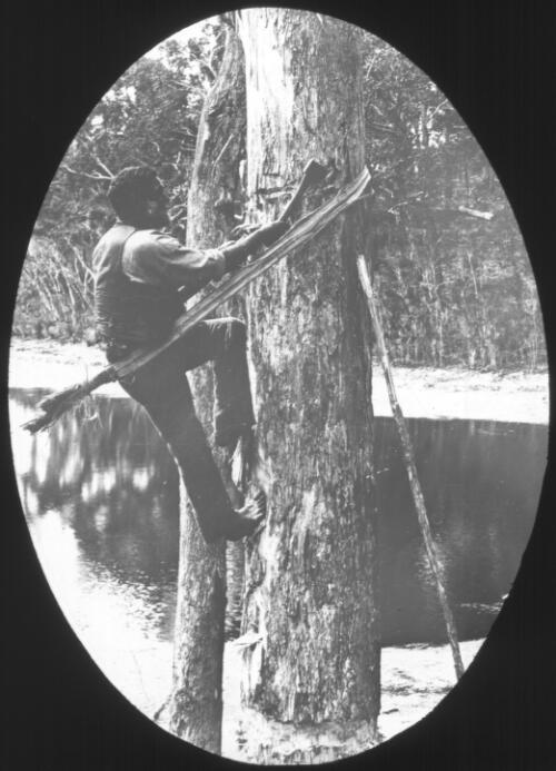 Unidentified man climbing a tree [transparency] : a lantern slide from John Flynn's missionary days in Gippsland 1906-7 / John Flynn