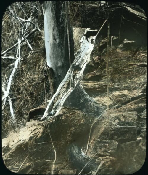 Tree growing on rock [transparency] : a lantern slide from John Flynn's missionary days in Gippsland 1906-7 / John Flynn