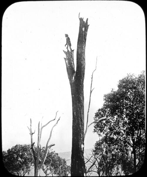 "A black boy". A burnt tree near Tallangatta [transparency] : part of scenes in the Otway Ranges region of Victoria / [John Flynn?]
