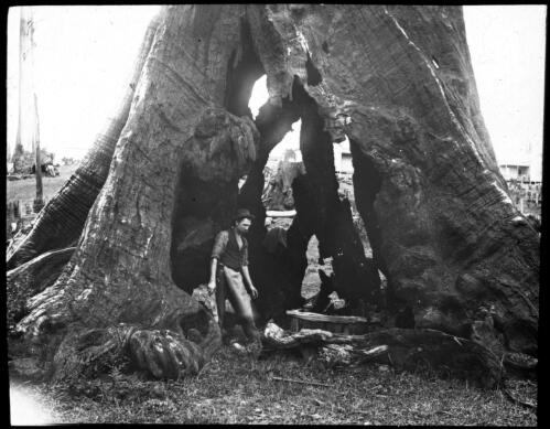 Bateman's log [unidentified man inside a hollow tree stump] [transparency] : part of scenes in the Otway Ranges region of Victoria / [John Flynn?]