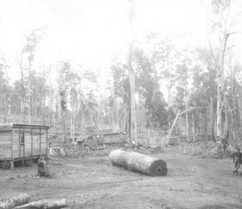 Camp to house men clearing bushland [transparency] : a lantern slide used by John Flynn in lectures/ [John Flynn?]