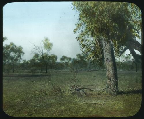 Bloodwood tree with carved arrow mark, unidentified location [transparency] : a lantern slide used by John Flynn in lectures / [John Flynn?]