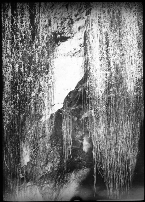 Roots inside a cave [transparency] : a lantern slide from John Flynn's missionary days in Gippsland 1906-7 / John Flynn