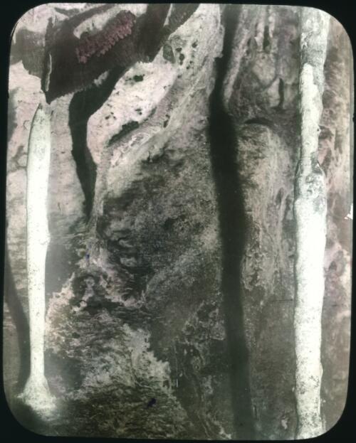 Candle formation in Buchan Caves [transparency] : a lantern slide from John Flynn's missionary days in Gippsland 1906-7 / John Flynn