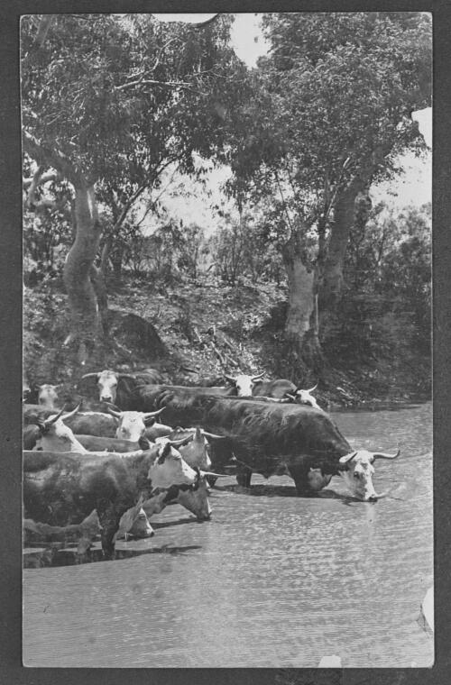 Cattle in a river drinking water [picture] / [John Flynn?]